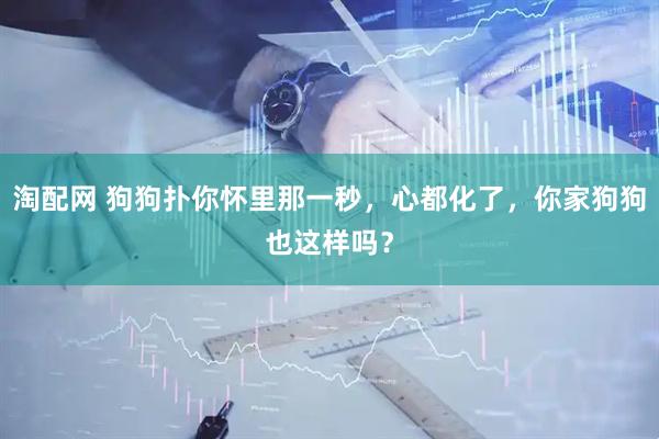淘配网 狗狗扑你怀里那一秒，心都化了，你家狗狗也这样吗？