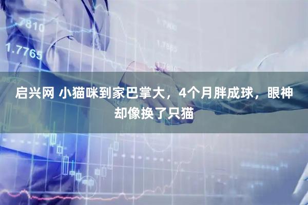 启兴网 小猫咪到家巴掌大，4个月胖成球，眼神却像换了只猫