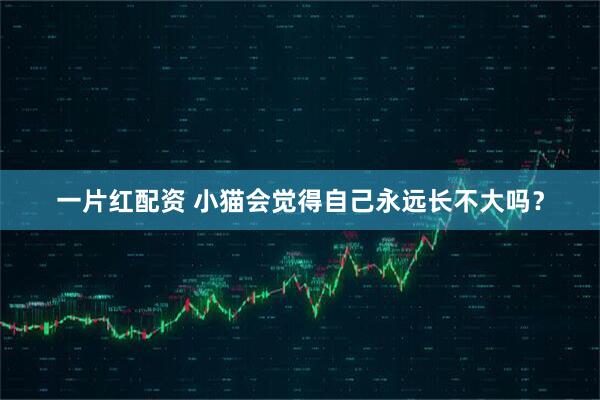 一片红配资 小猫会觉得自己永远长不大吗？